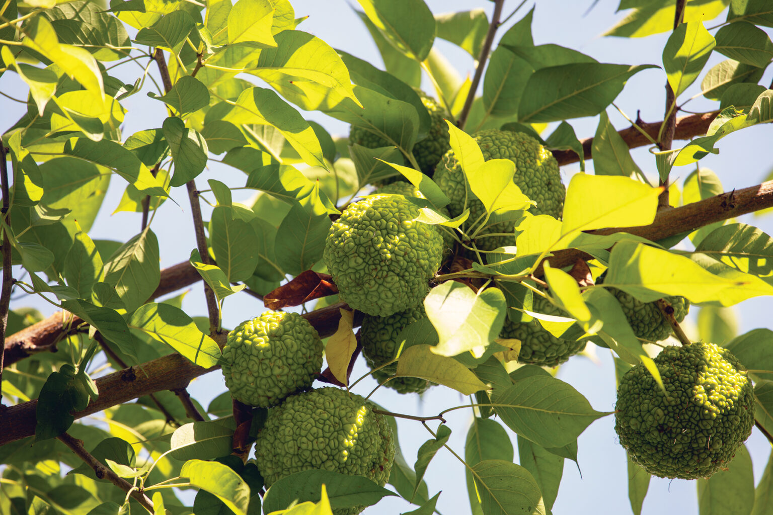 Osage Orange Fruiting Tree - Countryside